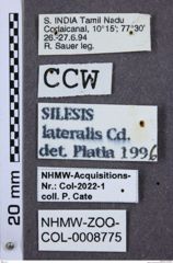 Etiketten zu Silesis lateralis (NHMW-ZOO-COL-0008775)